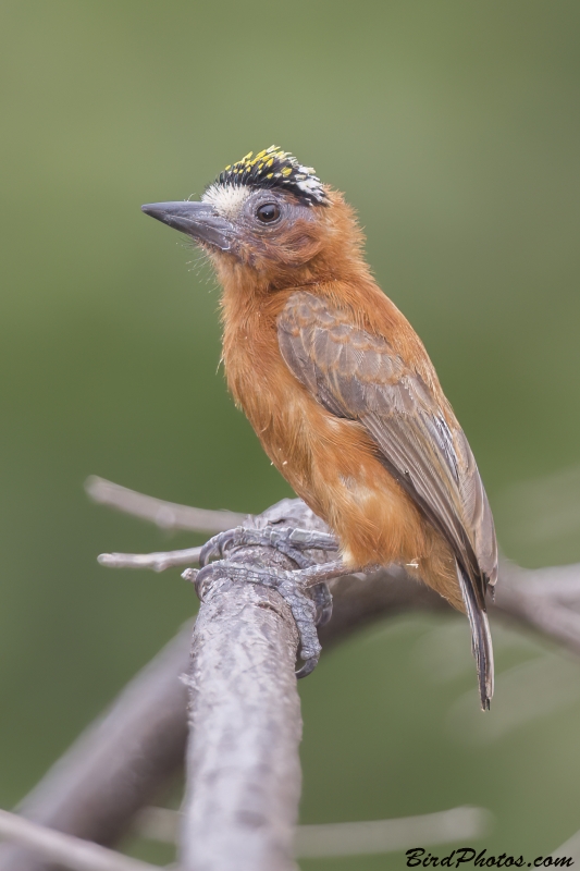 Chestnut Piculet