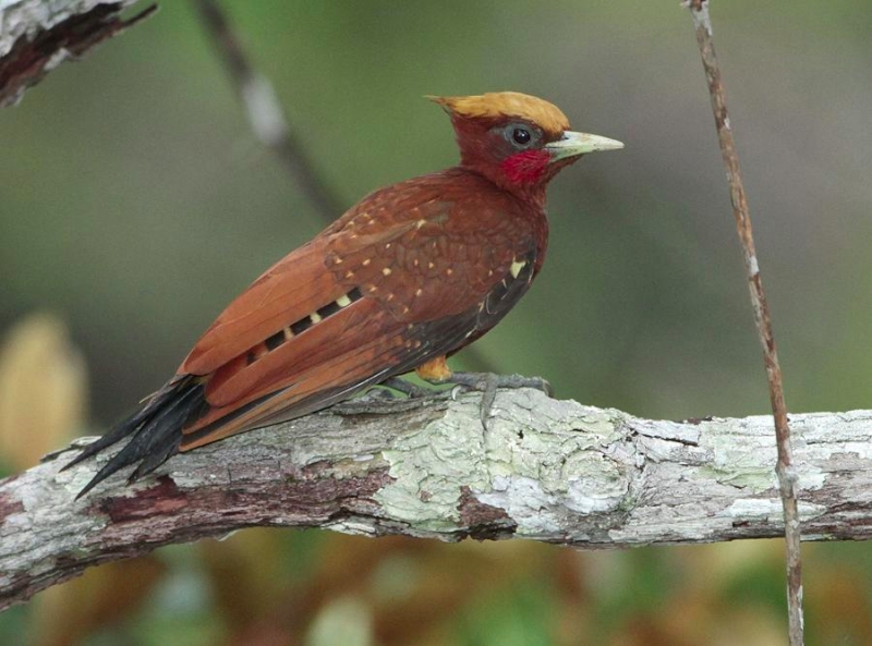 Chestnut Woodpecker