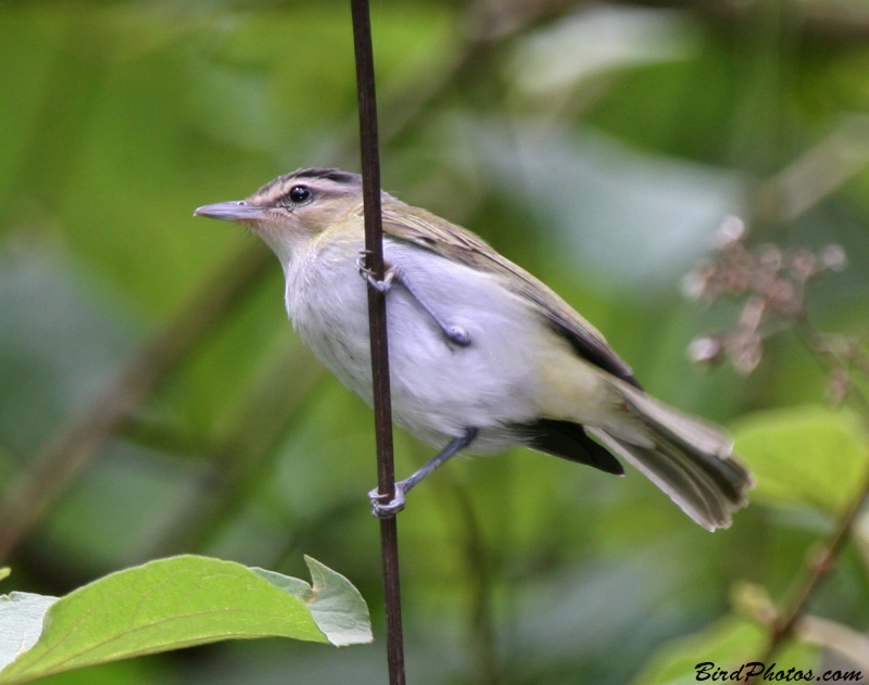 Chivi Vireo