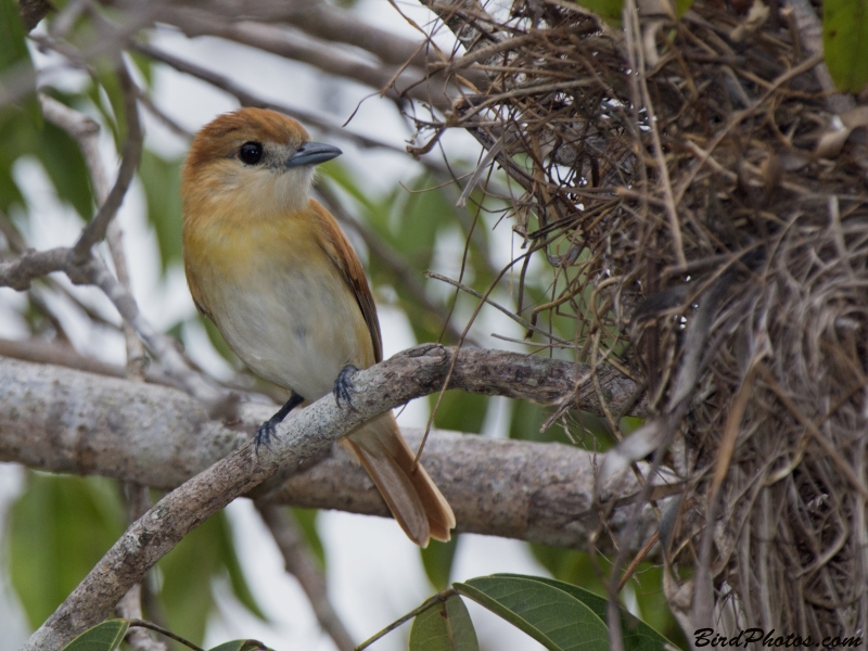 Cinereous Becard