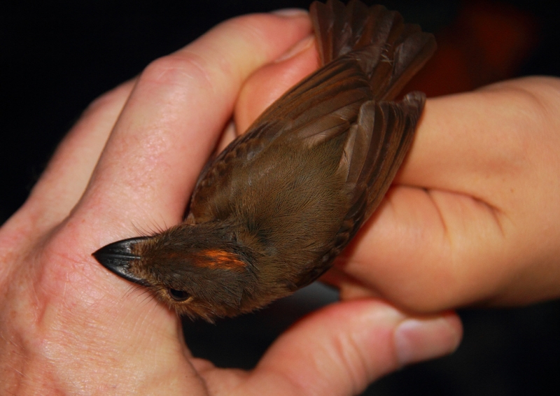 Cinnamon-crested Spadebill