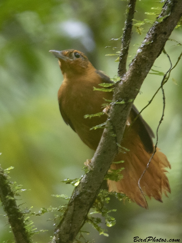 Cinnamon-rumped Foliage-gleaner