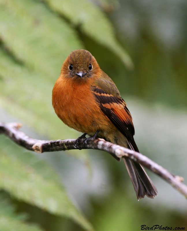 Cinnamon Flycatcher