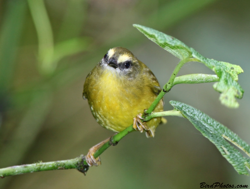 Citrine Warbler