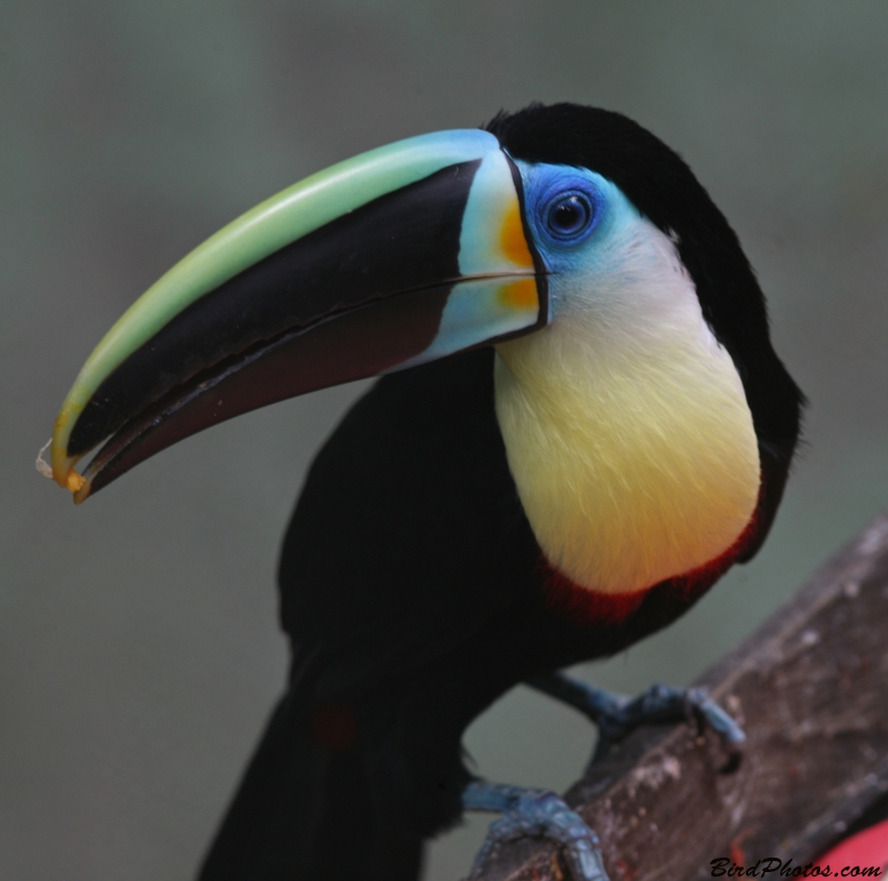 Citron-throated Toucan