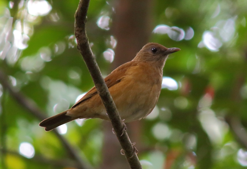 Cocoa Thrush