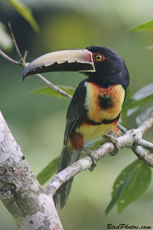 Collared Aracari