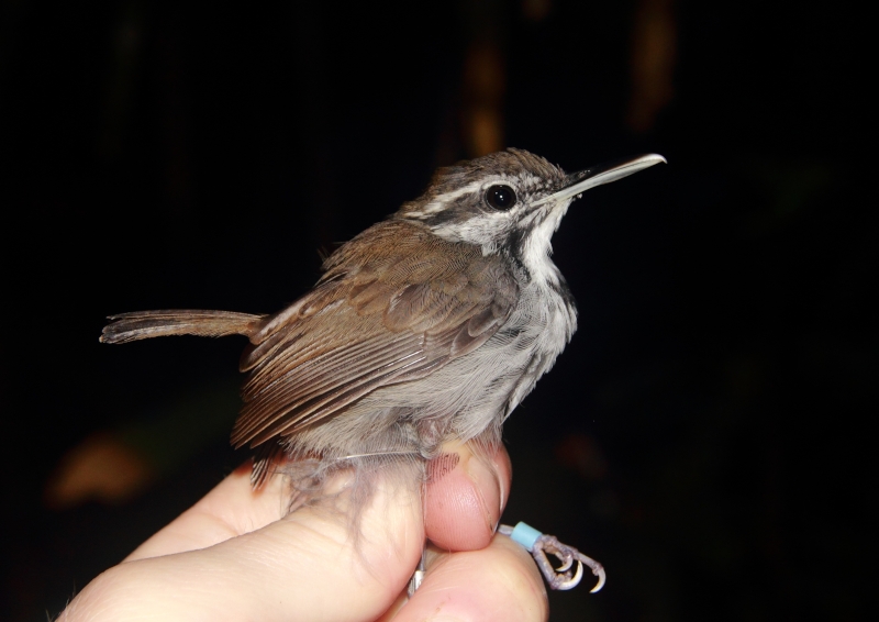 Collared Gnatwren