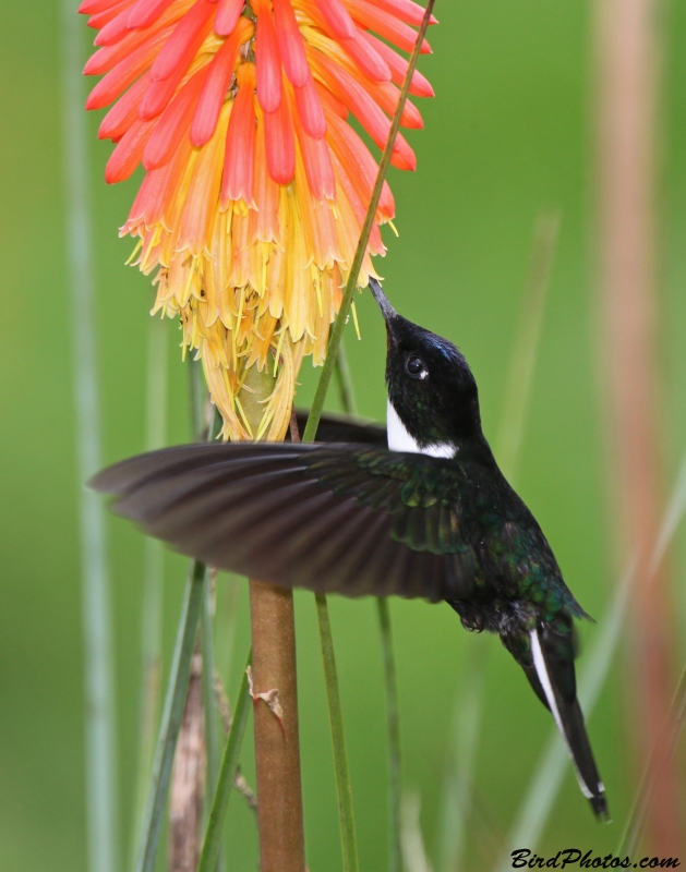 Collared Inca