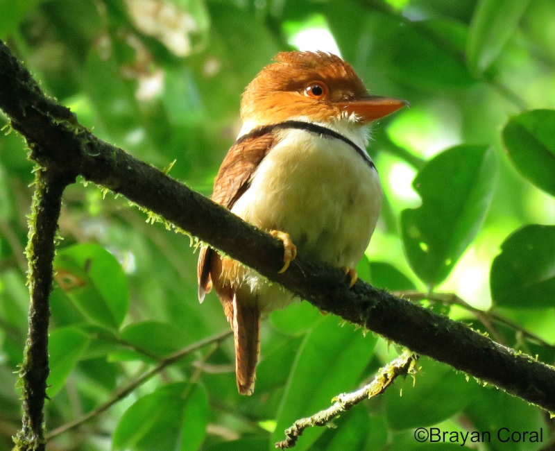 Collared Puffbird