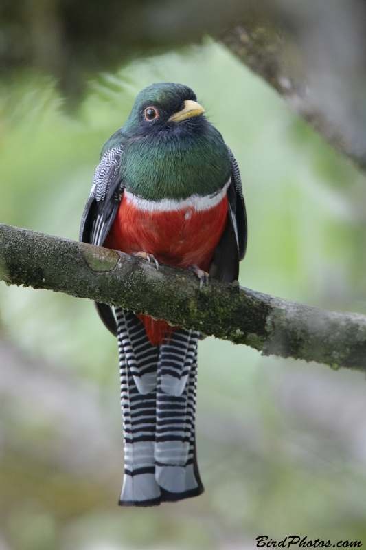 Collared Trogon