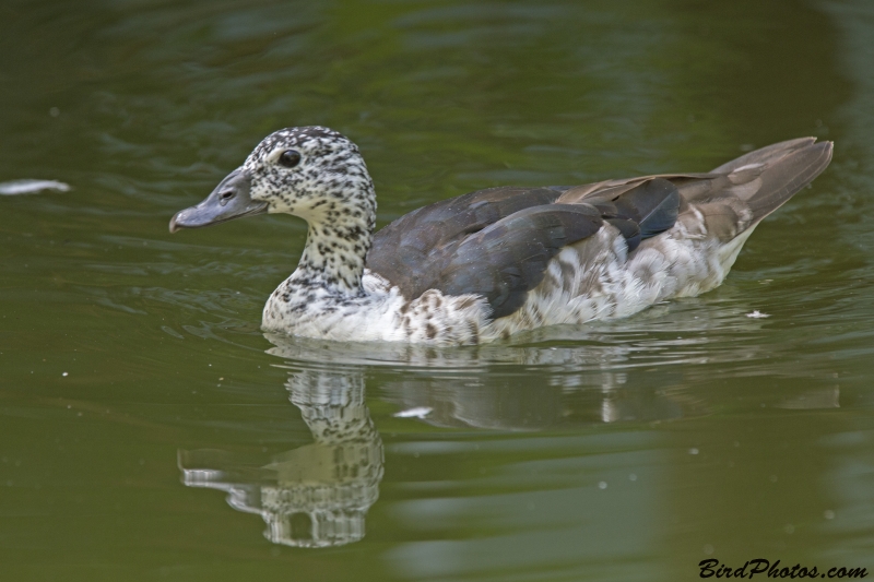 Comb Duck