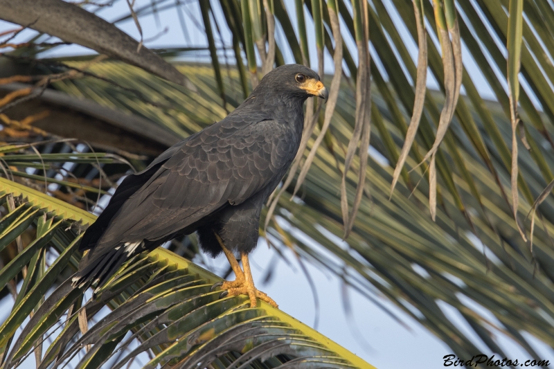 Common Black Hawk