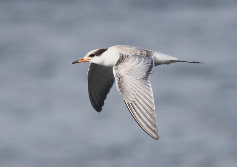 Common Tern