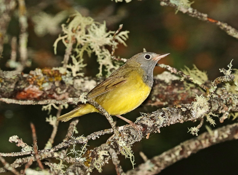 Connecticut Warbler