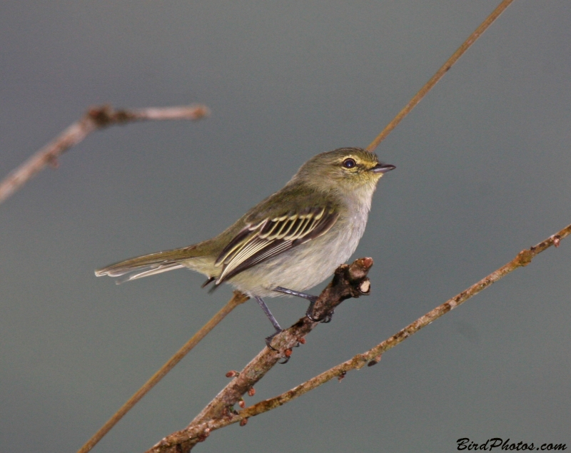 Coopmans's Tyrannulet