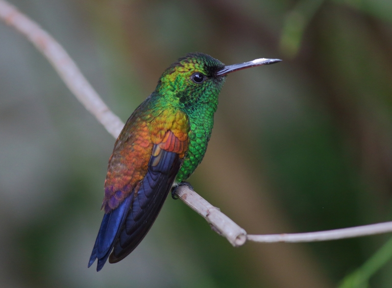 Copper-rumped Hummingbird