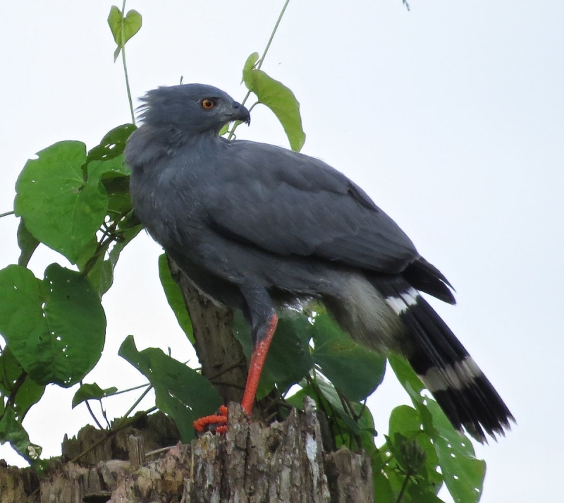 Crane Hawk