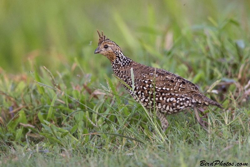 Crested Bobwhite