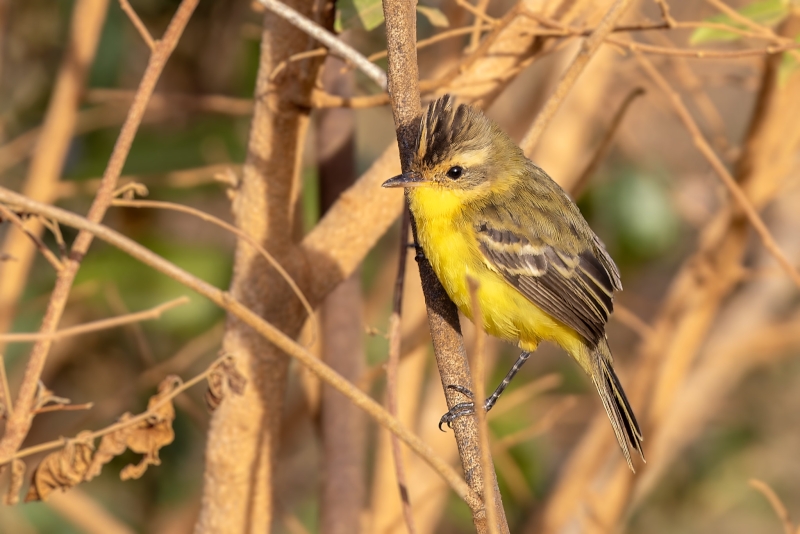 Crested Doradito