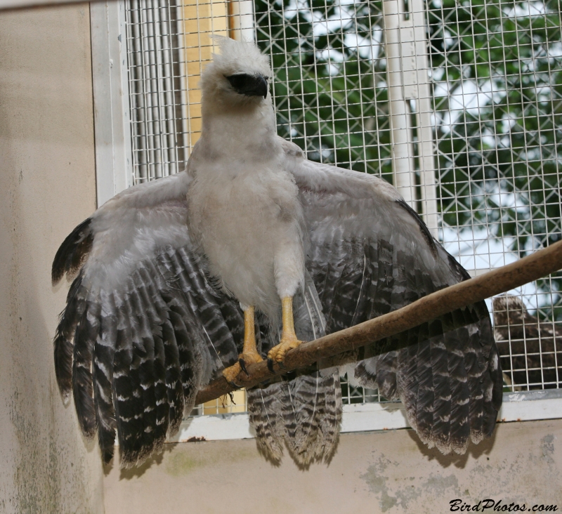 Crested Eagle