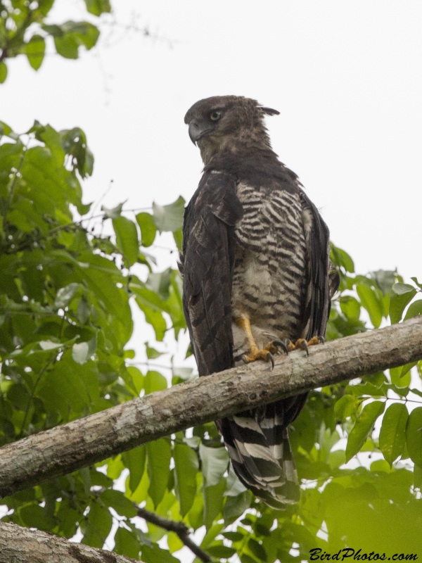 Crested Eagle