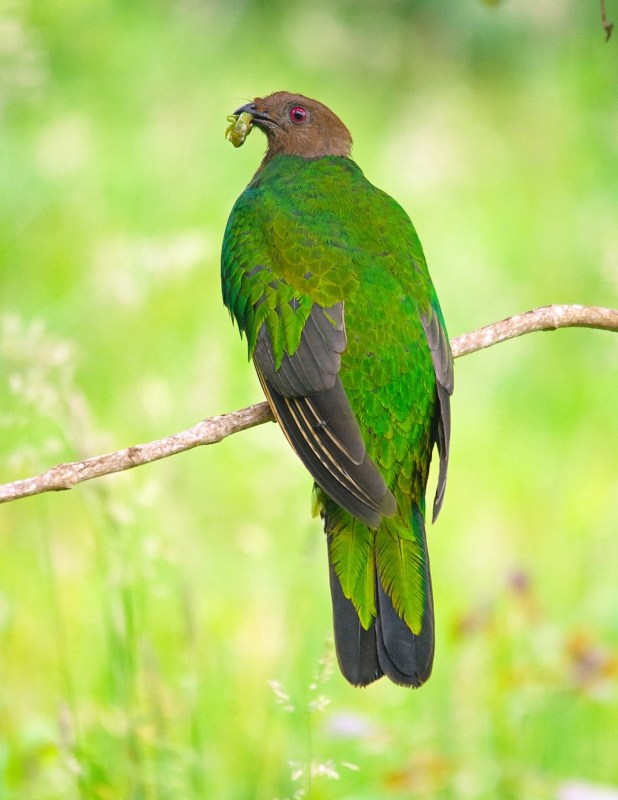 Crested Quetzal