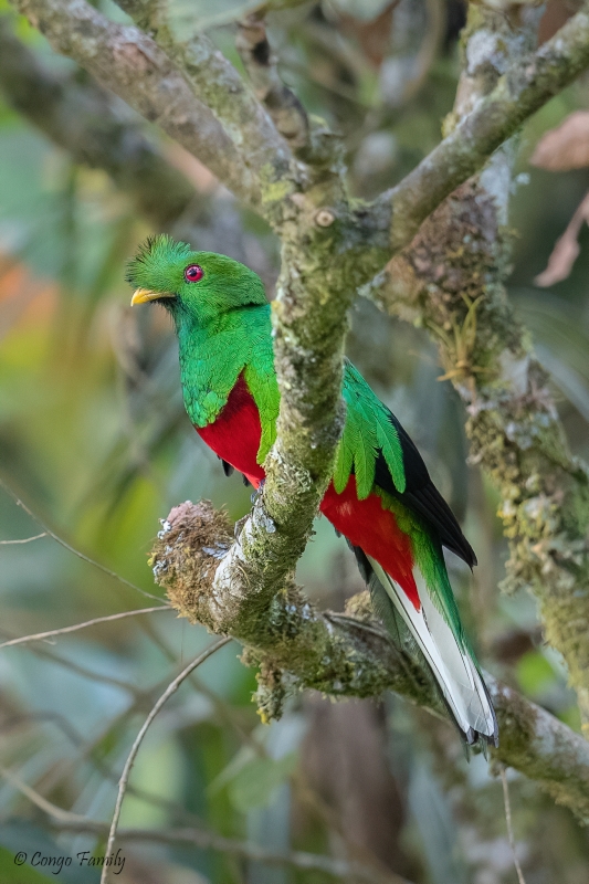 Crested Quetzal