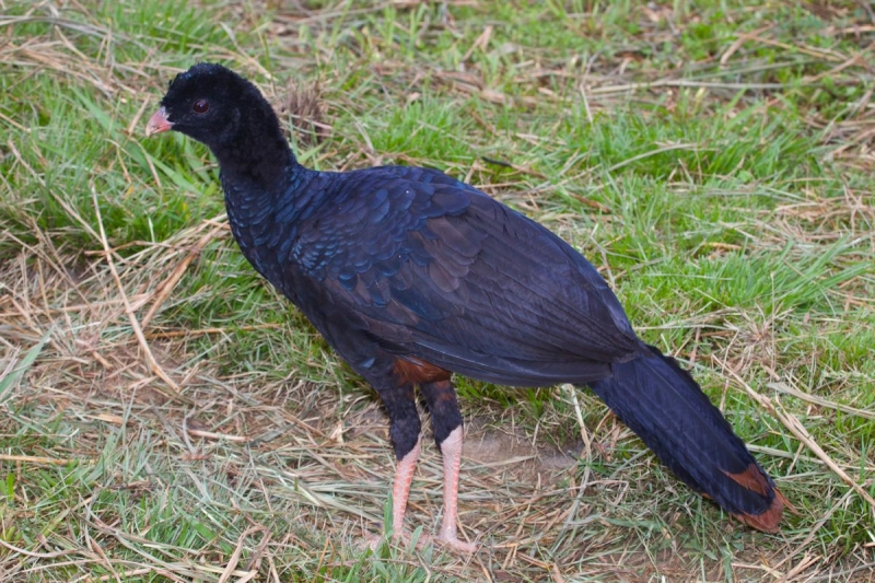 Crestless Curassow