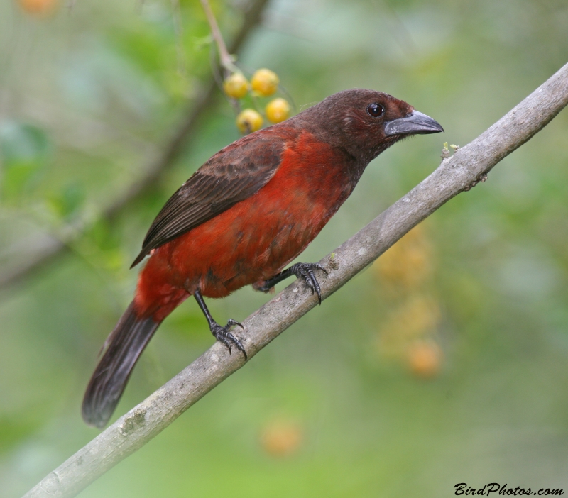 Crimson-backed Tanager