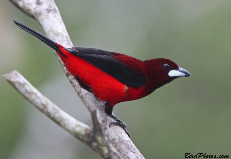 Crimson-backed Tanager