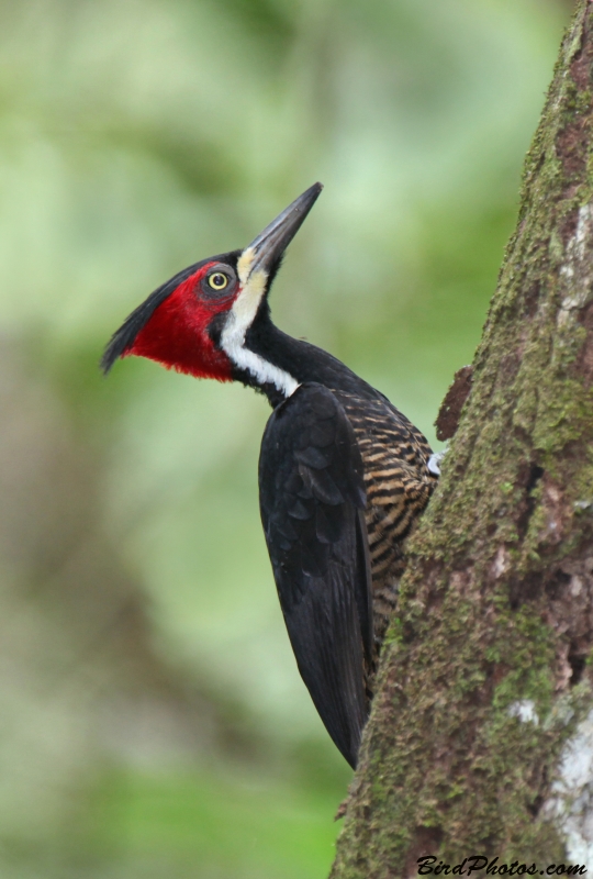 Crimson-crested Woodpecker