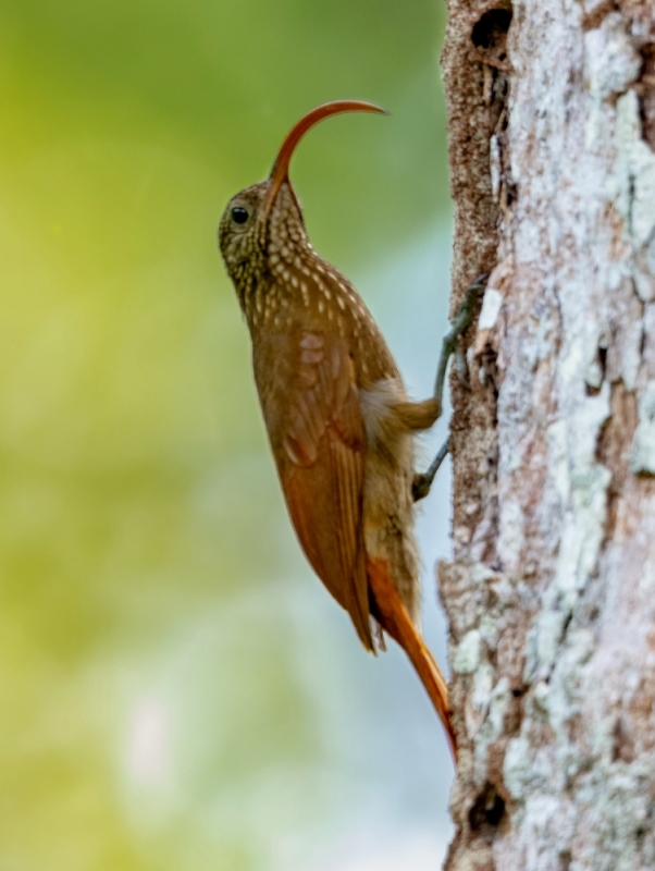 Curve-billed Scythebill