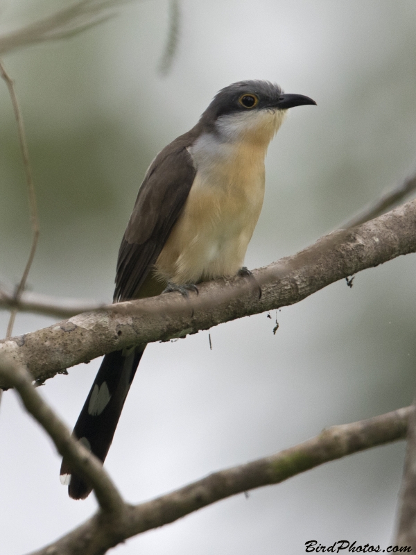 Dark-billed Cuckoo