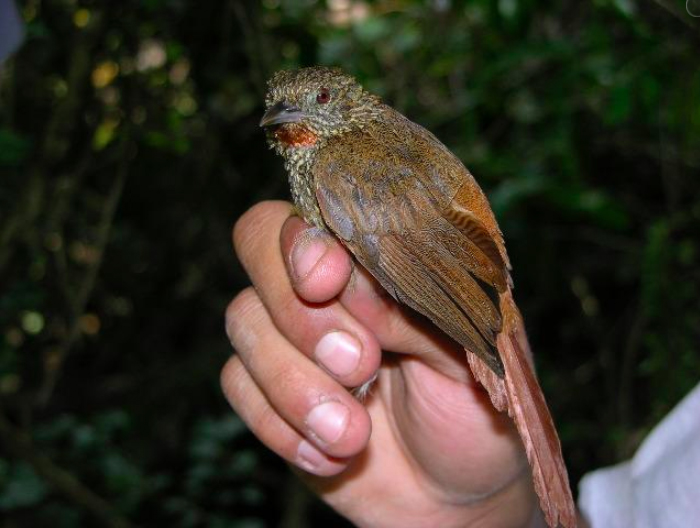 Delta Amacuro Softtail