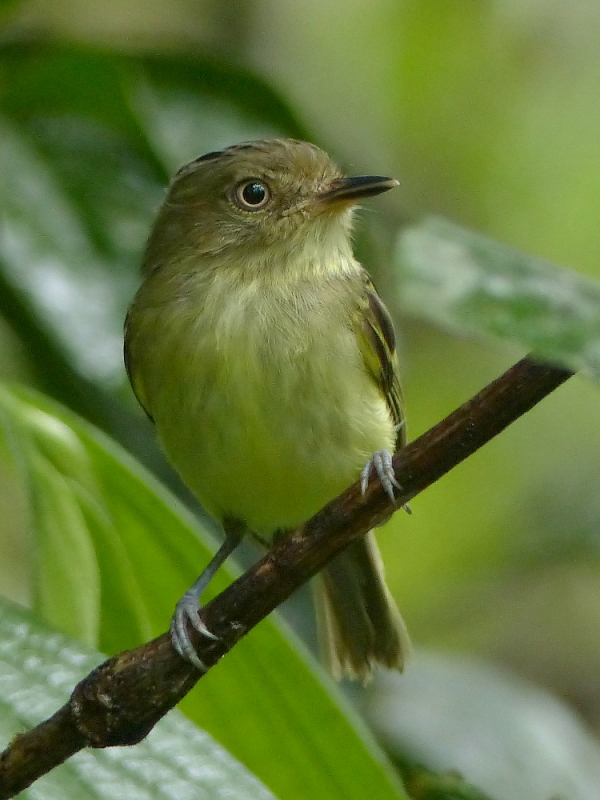 Double-banded Pygmy Tyrant