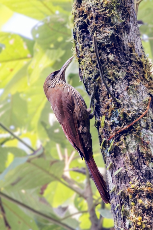 Duida Woodcreeper