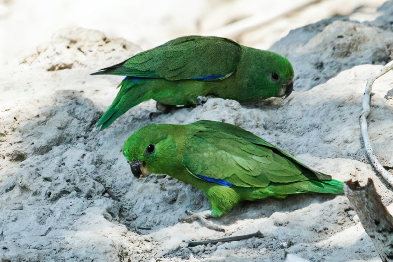 Dusky-billed Parrotlet