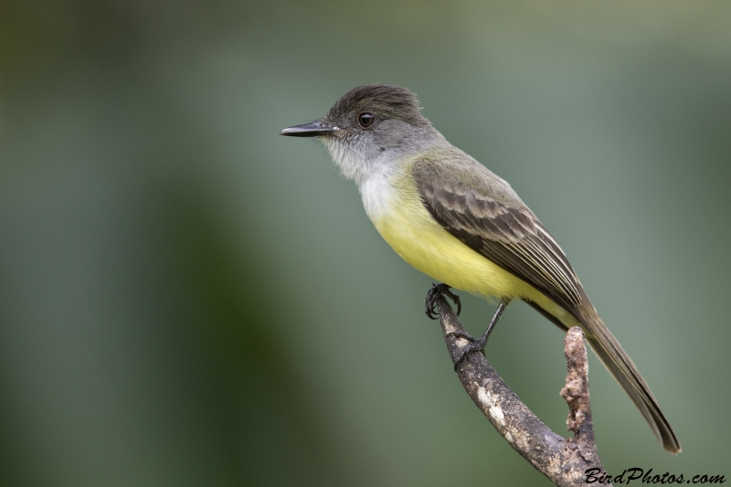 Dusky-capped Flycatcher