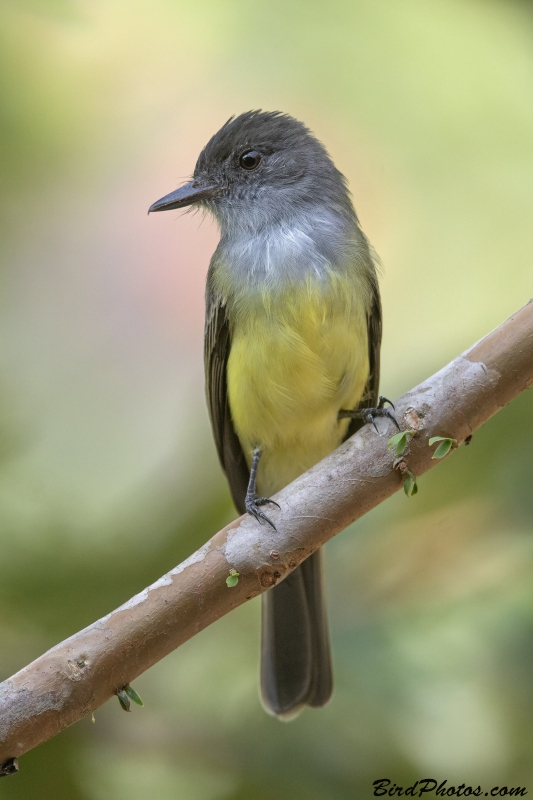 Dusky-capped Flycatcher