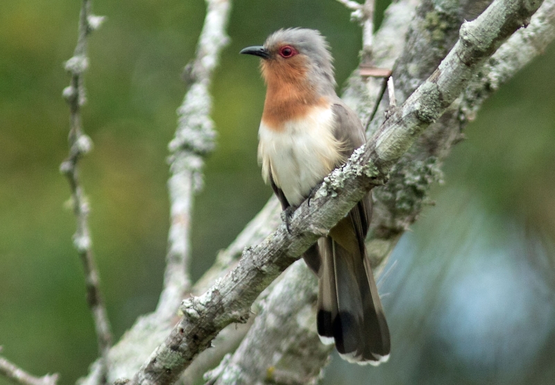 Dwarf Cuckoo