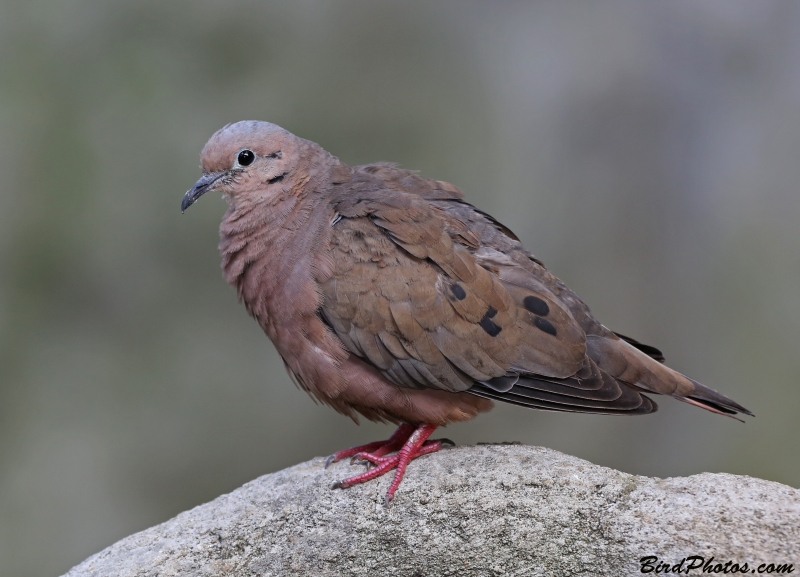 Eared Dove