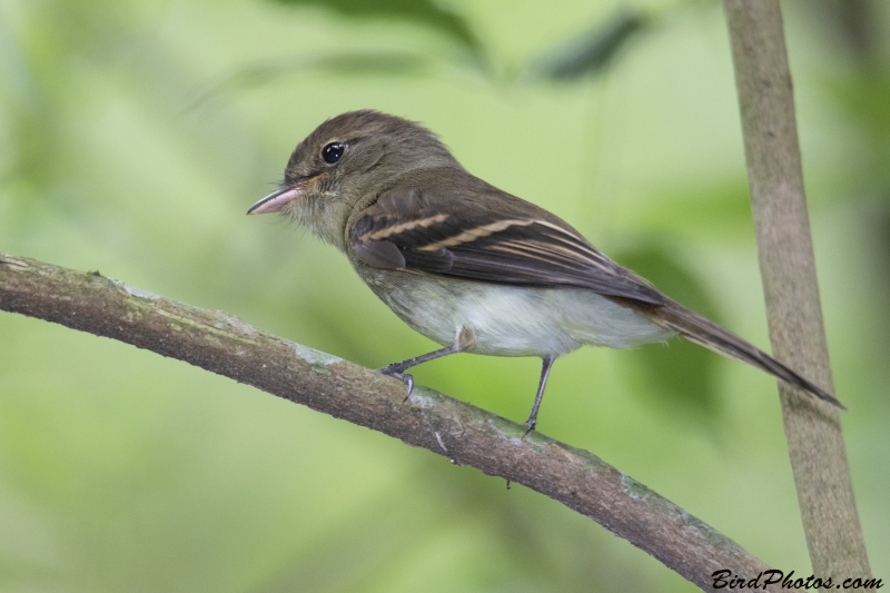 Euler's Flycatcher