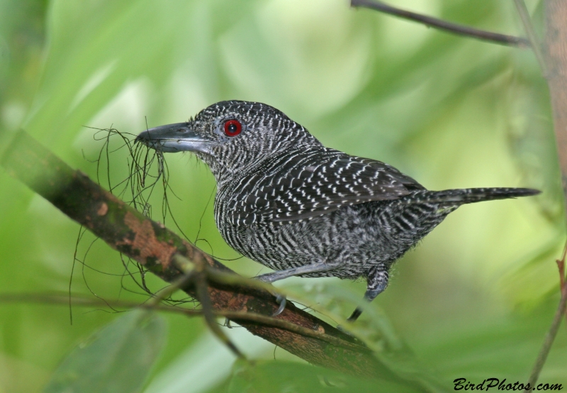 Fasciated Antshrike