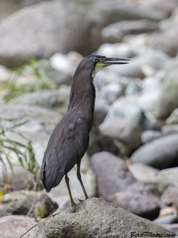 Fasciated Tiger Heron