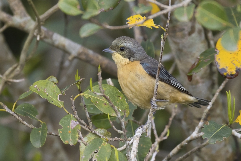 Fawn-breasted Tanager