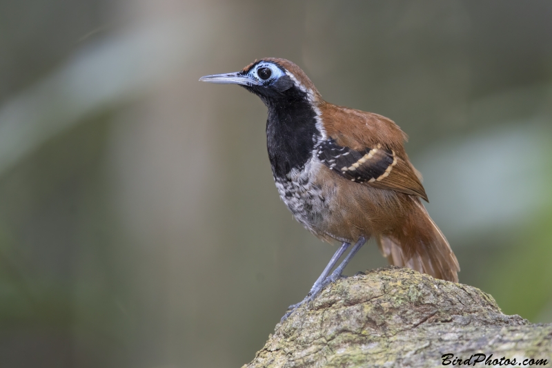 Ferruginous-backed Antbird