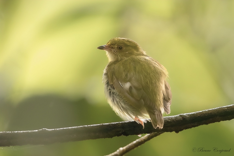 Fiery-capped Manakin