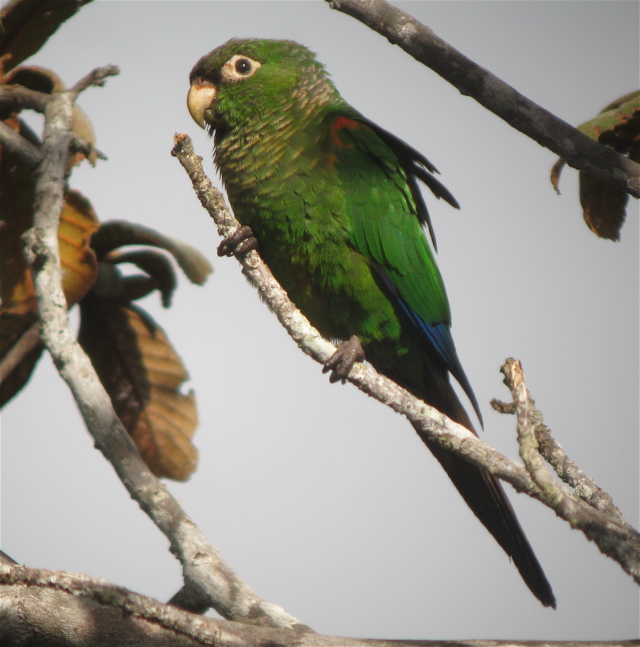 Fiery-shouldered Parakeet