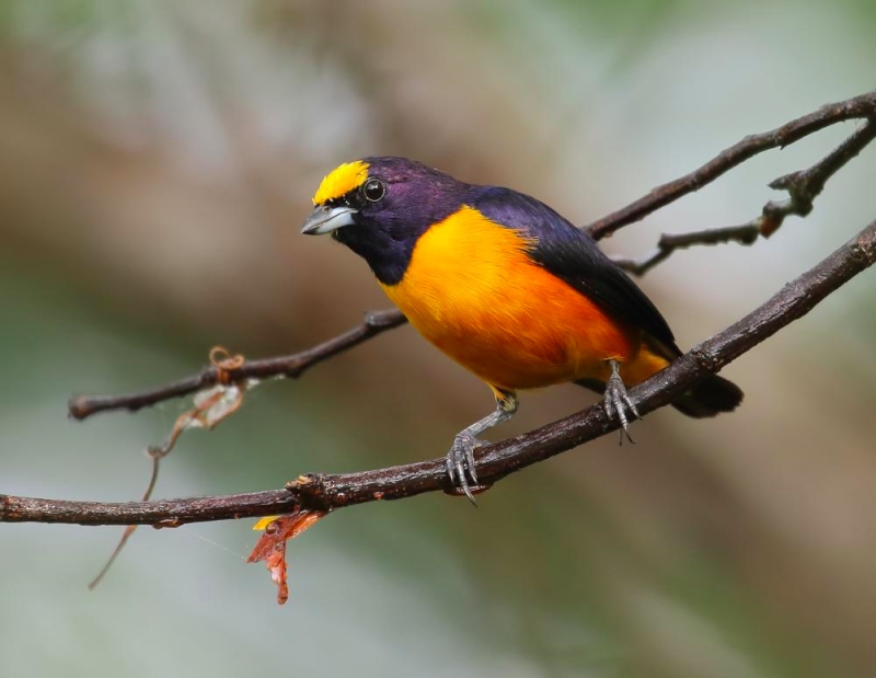 Finsch's Euphonia